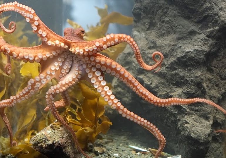 How would an octopus hear Louis Armstrong?